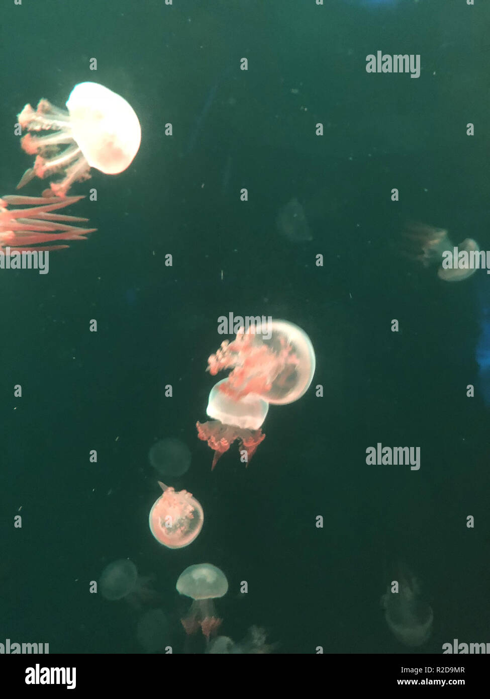 Jellyfish wire hires stock photography and images Alamy