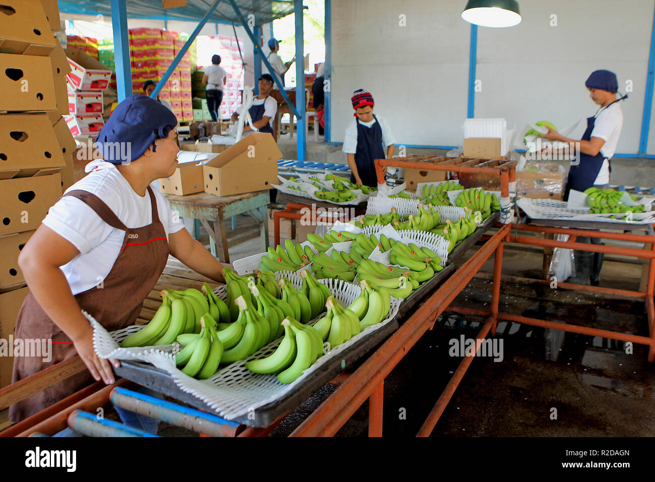 Bananas plantation workers hires stock photography and images Alamy
