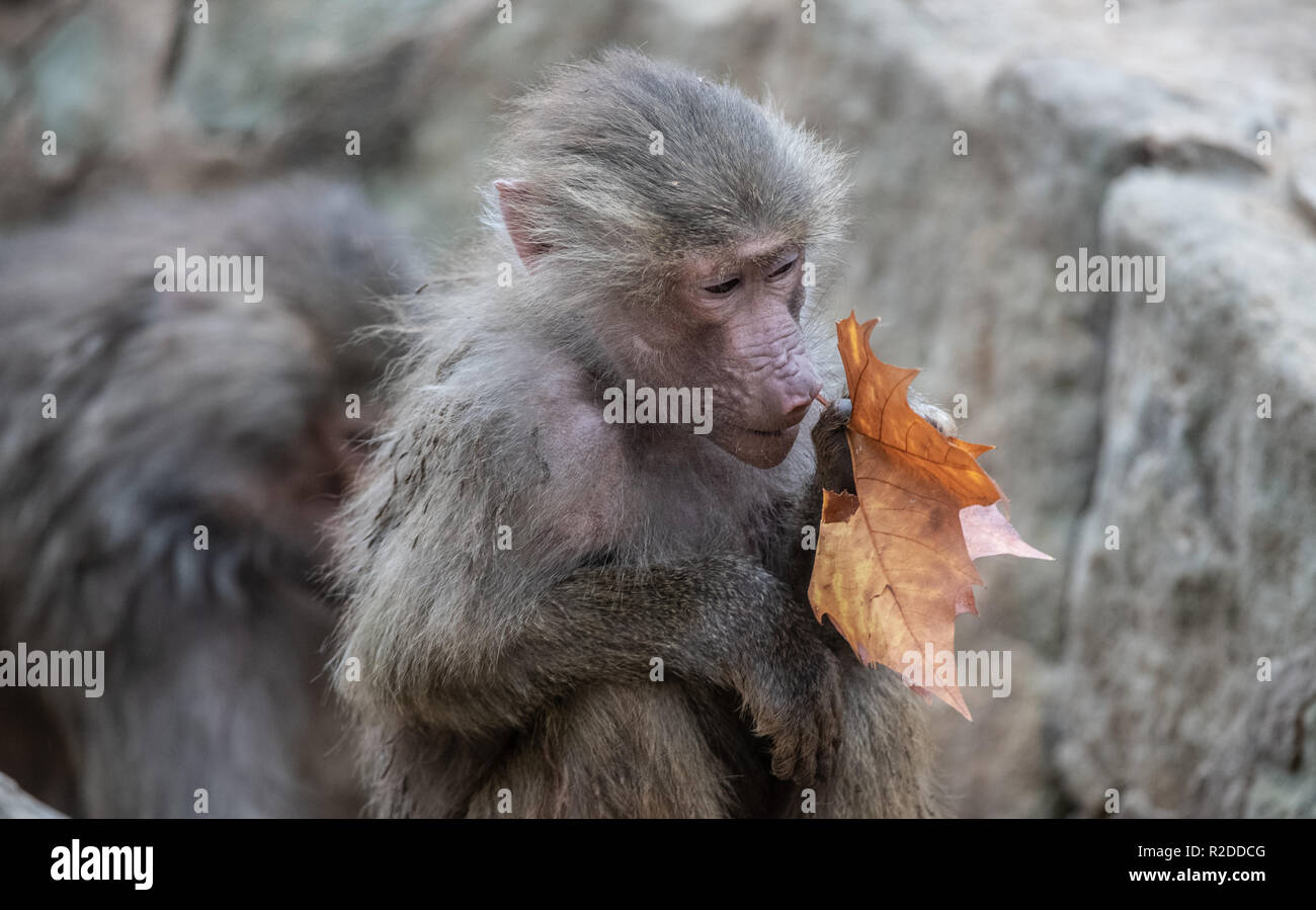 Berlin, Germany. 19th Nov, 2018. A baboon tastes a leaf in his zoo enclosure. Credit: Paul Zinken/dpa/ZB/dpa/Alamy Live News Stock Photo