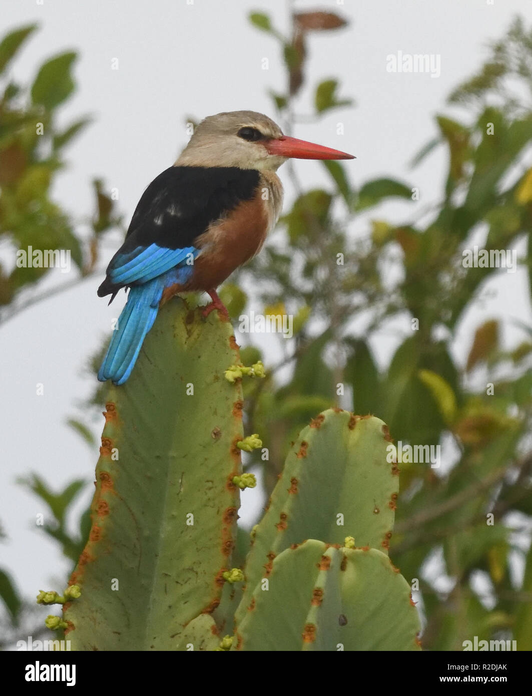 A grey-headed kingfisher (Halcyon leucocephala) perches on a Euphorbia candelabra plant. Queen Elizabeth National Park, Uganda. Stock Photo