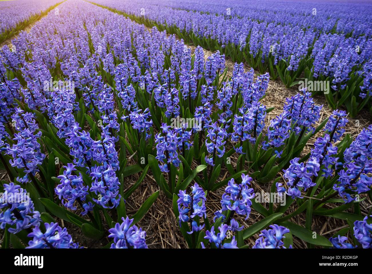 famous Dutch flower fields during flowering - rows of purple hyacinths ...