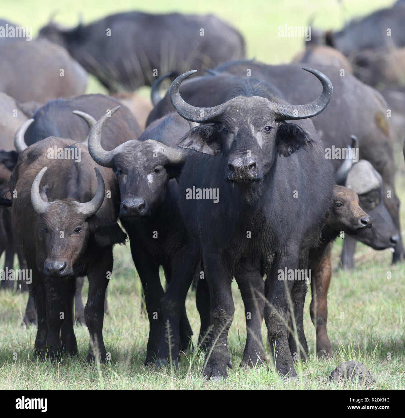 African buffalo or Cape buffalo (Syncerus caffer) consider a potential ...