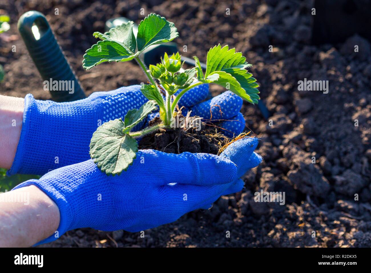 клубника уход в открытом грунте. клубника уход в открытом грунте. клубника уход в открытом грунте. клубника в открытом грунте. клубника уход в открытом грунте.