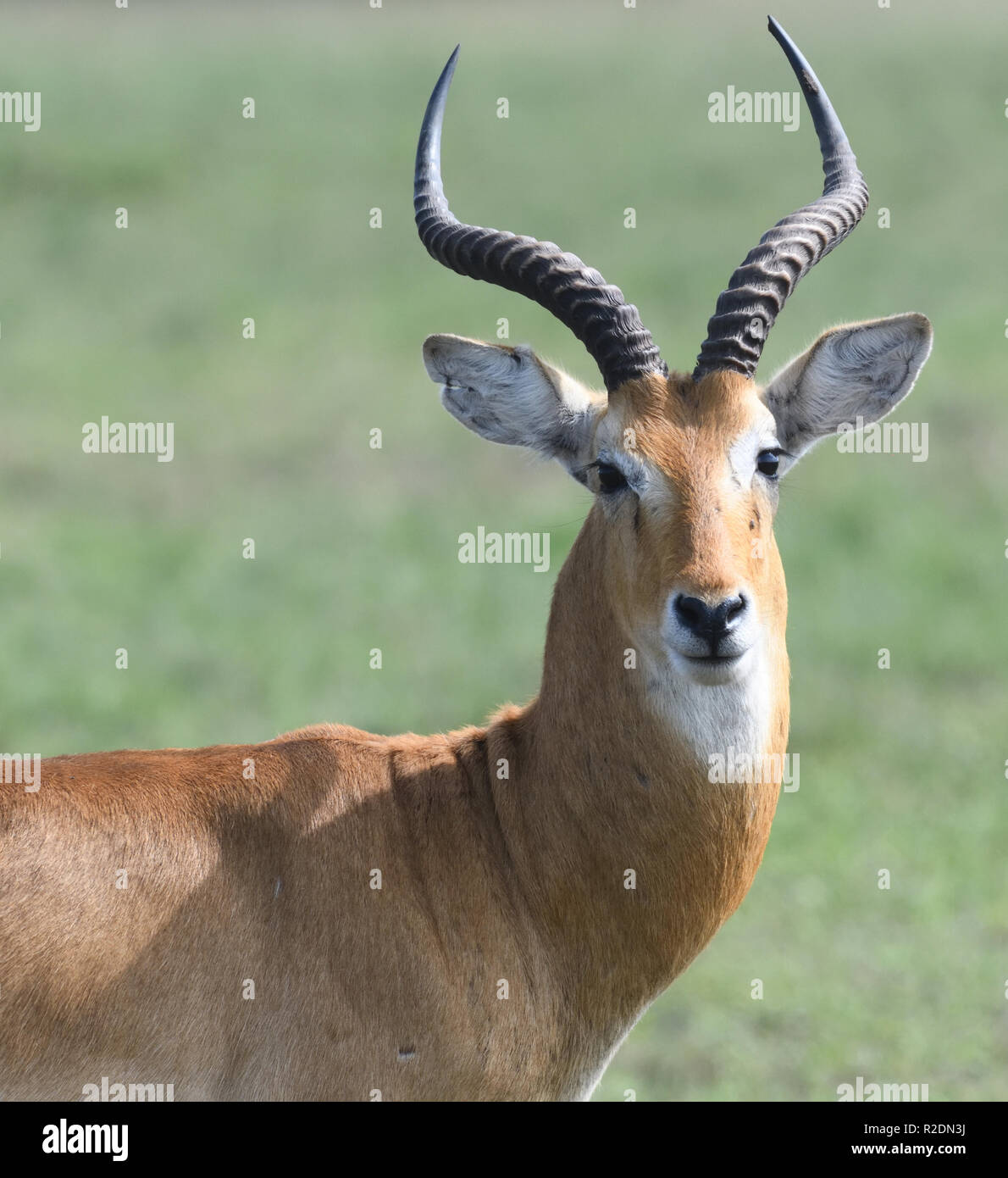 Male ugandan antelope hi-res stock photography and images - Alamy