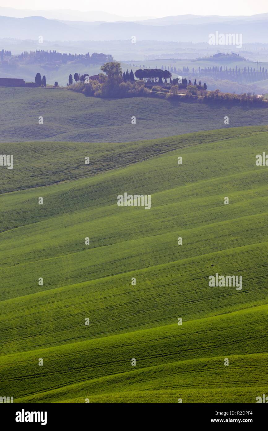 Green Waves. Typical Tuscan Landscape - View Of A Hill, Lone Tree On 