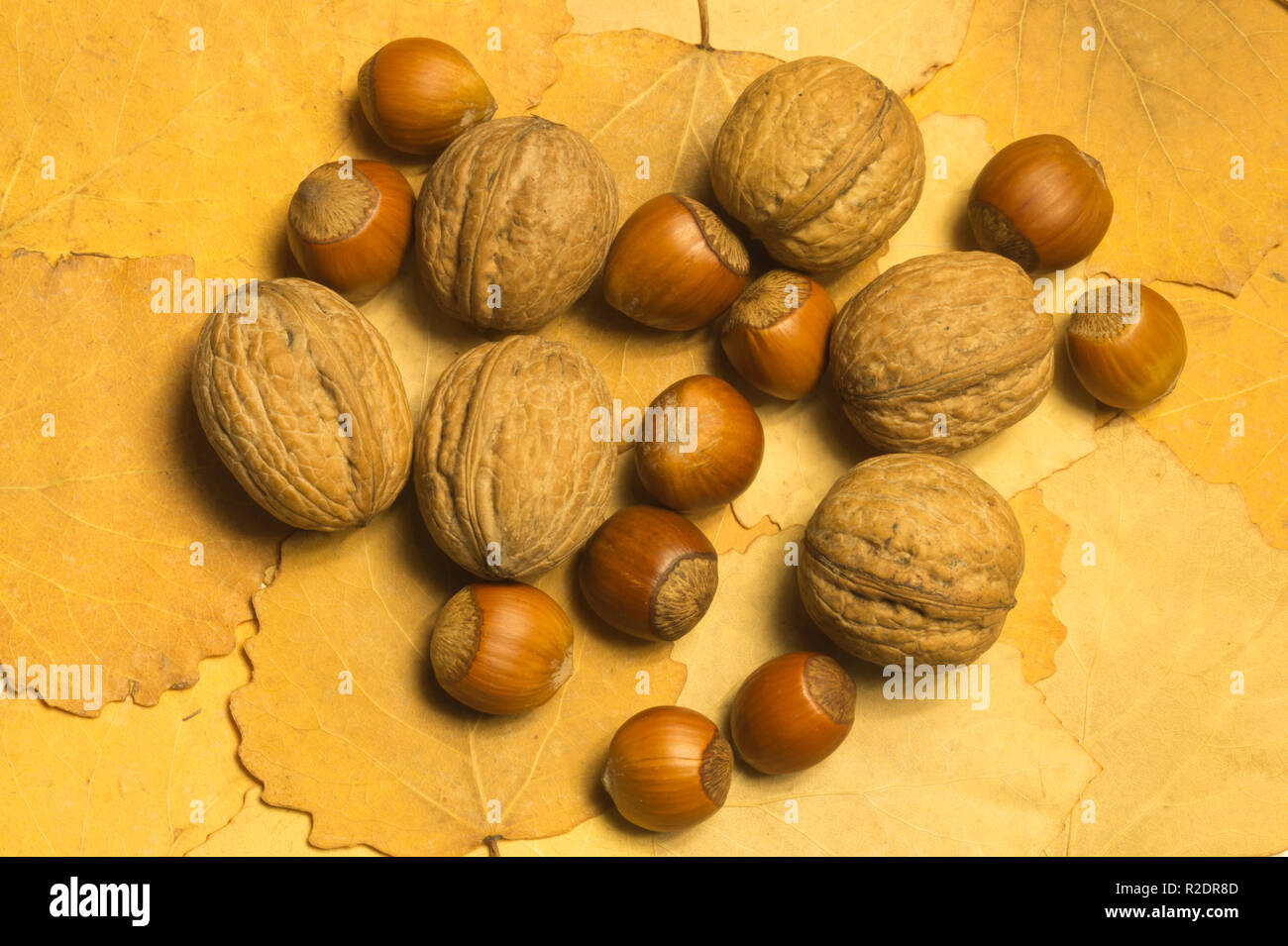 Hazelnuts and walnuts with autumn leaves background Stock Photo Alamy