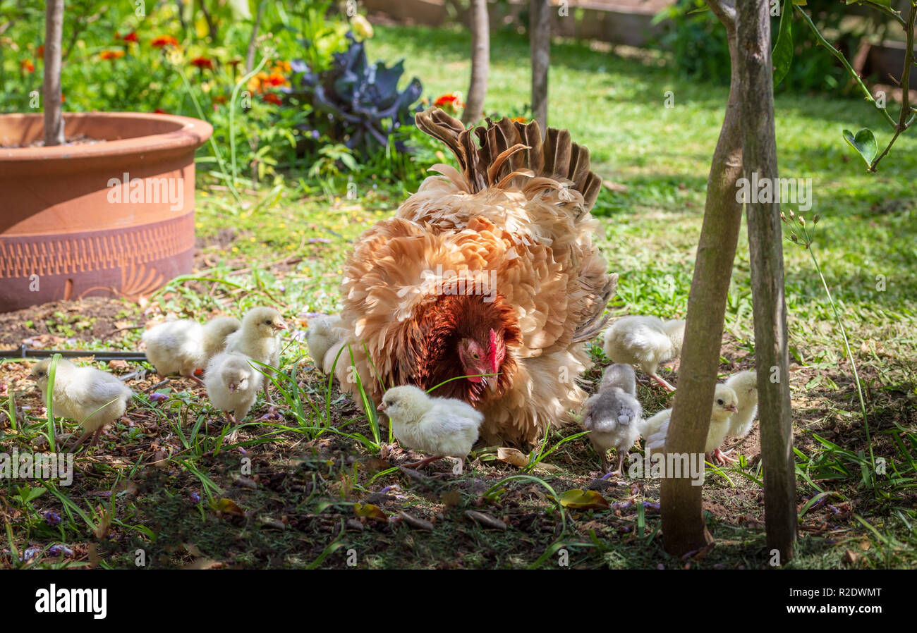 Frizzle hen and chicks (Gallus gallus domesticus) exploring organic garden this breed has characteristic curled feathers and make good mothers Stock Photo