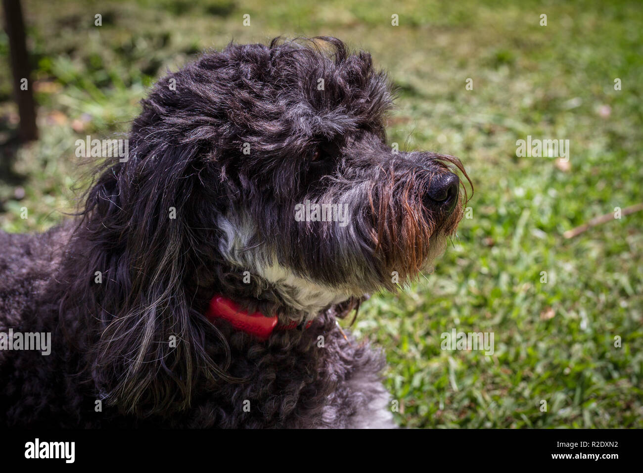 Close up of dog wearing red dog fitness tracker (Fitbark) on its collar, a pet lifestyle gadget which monitors the dogs activity levels, sleep, health Stock Photo