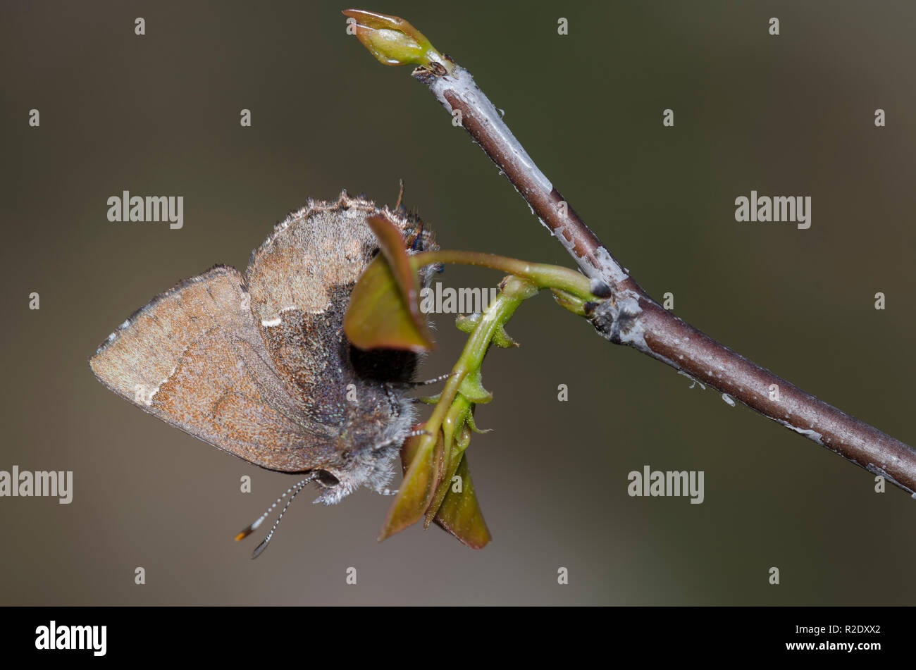 Henry's Elfin, Callophrys henrici, on larval food plant, Eastern Redbud, Cercis canadensis Stock Photo