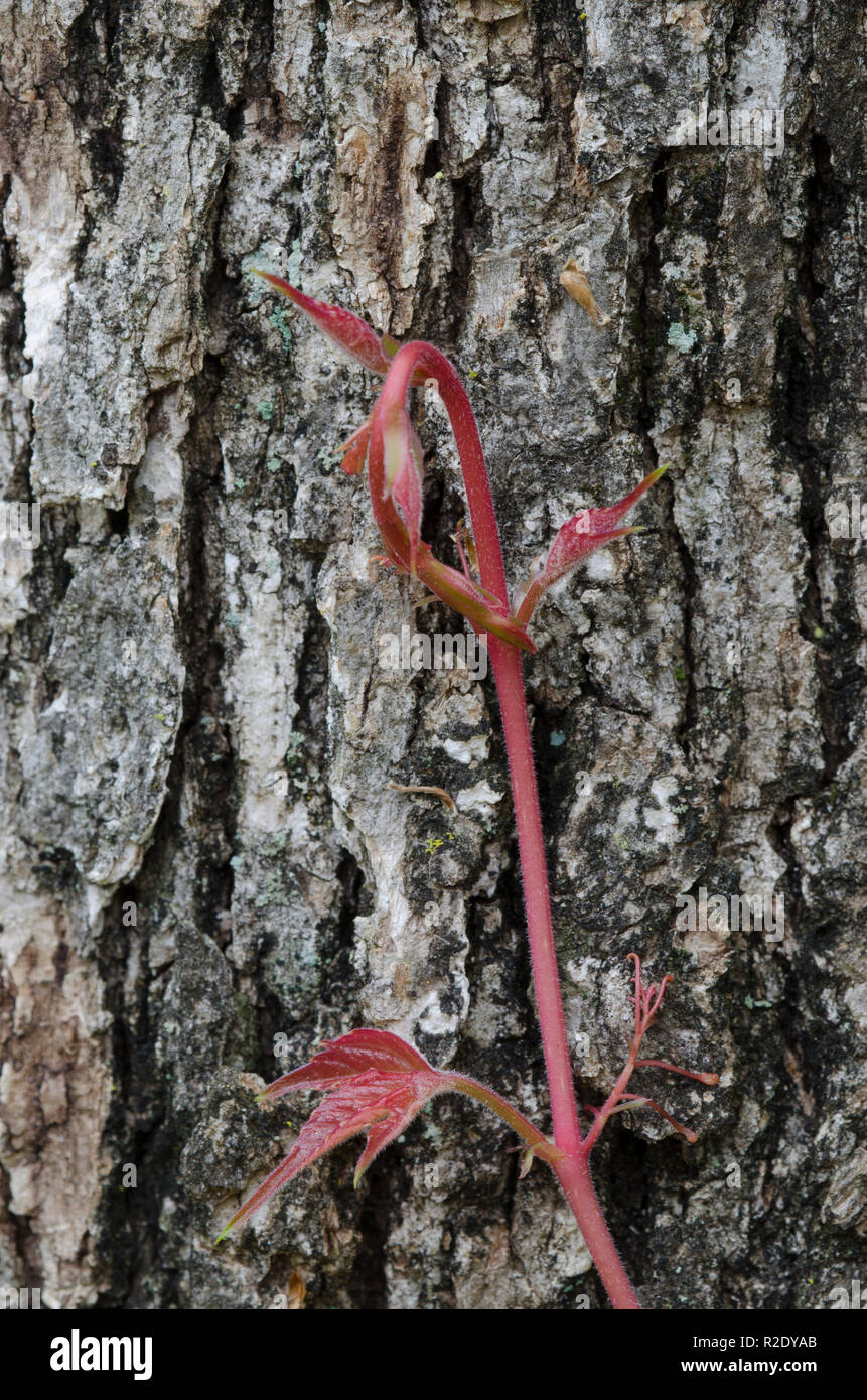 Virginia Creeper Parthenocissus Quinquefolia Shoot Climbing Up Oak Tree Stock Photo Alamy