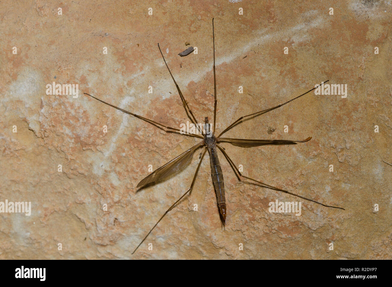 Large Crane Fly, Family Tipulidae, on side of house Stock Photo