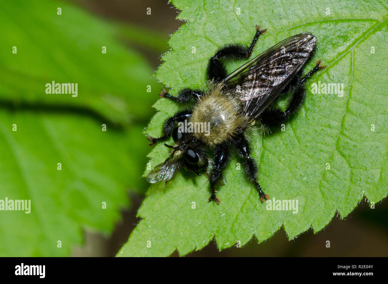 Bee-like Robber Fly, Laphria flavicollis, with prey Stock Photo
