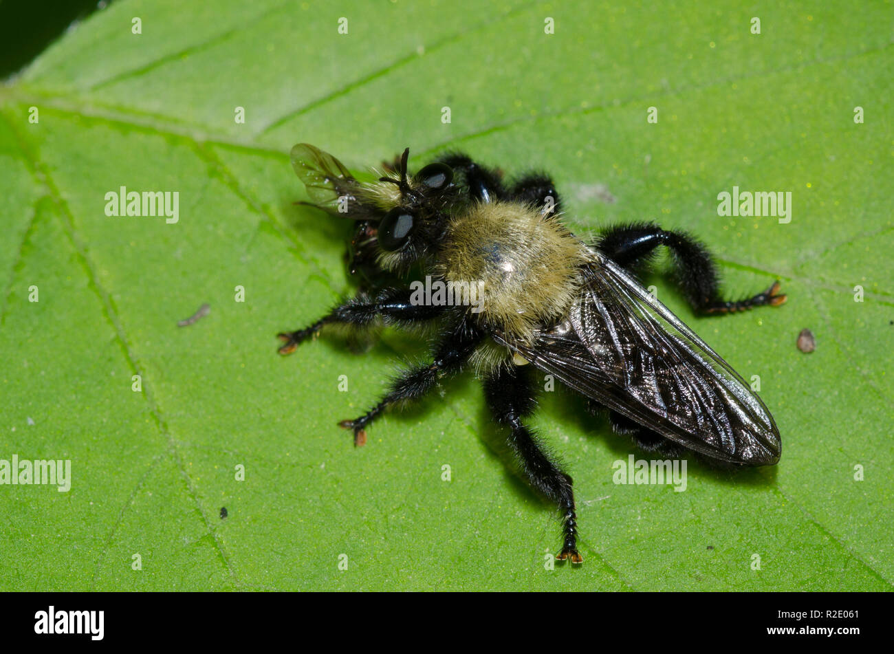 Bee-like Robber Fly, Laphria flavicollis, with prey Stock Photo