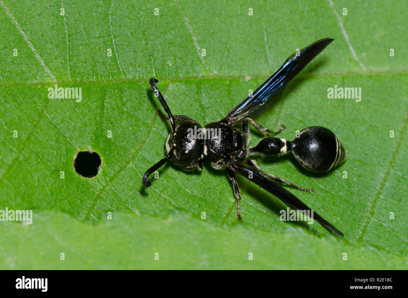 Potter Wasp, Zethus spinipes Stock Photo