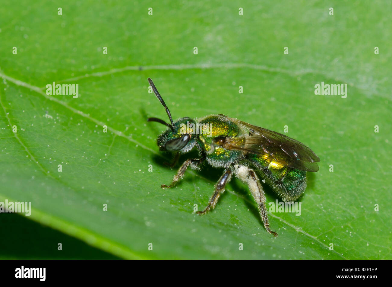Sweat Bee, Augochlorella sp. Stock Photo