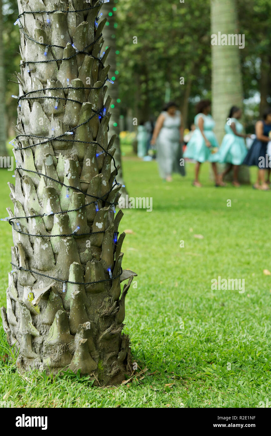 Close-up of blue fairy lights in wrap-around arrangement on palm tree trunk to decorate Durban Botanical Garden during Christmas festive season Stock Photo