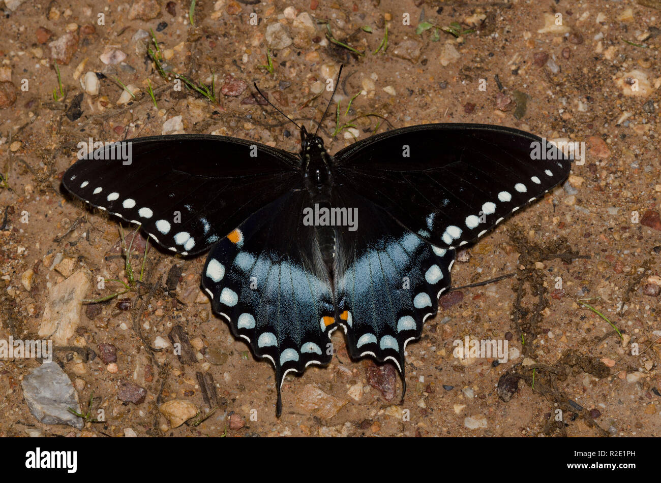 Spicebush Swallowtail, Pterourus troilus, male mud-puddling Stock Photo