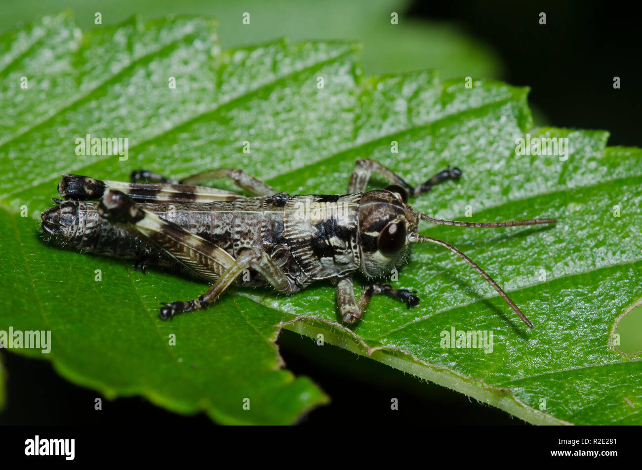 Post Oak Grasshopper, Dendrotettix quercus, male nymph Stock Photo