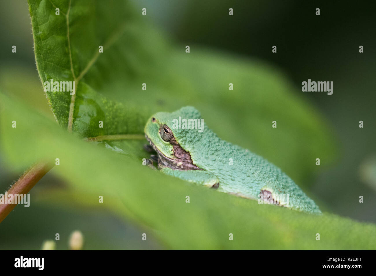 Gray treefrog sitting on a leaf Stock Photo