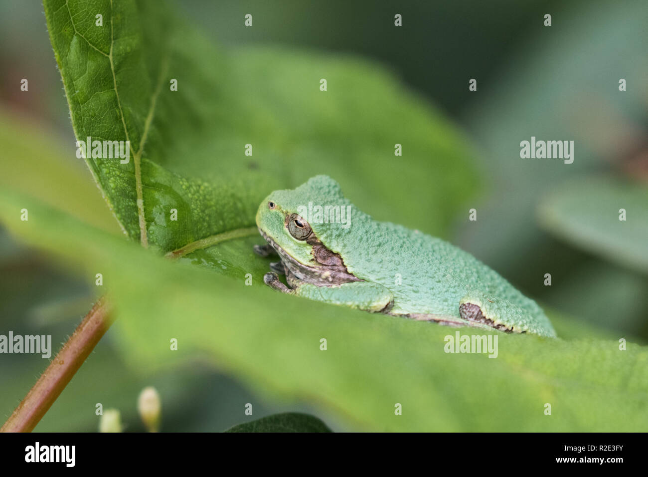 Gray treefrog sitting on a leaf Stock Photo