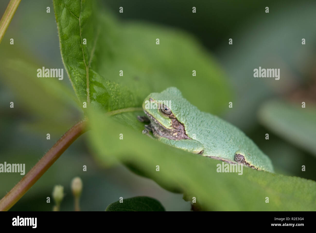 Gray treefrog sitting on a leaf Stock Photo