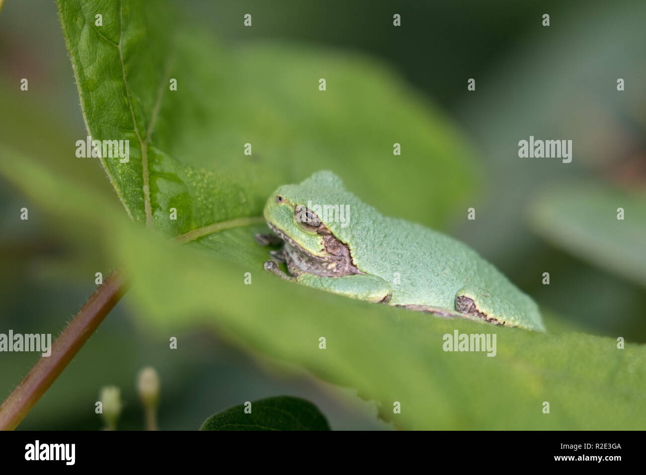 Gray treefrog sitting on a leaf Stock Photo