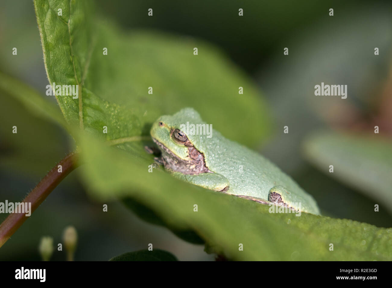 Gray treefrog sitting on a leaf Stock Photo
