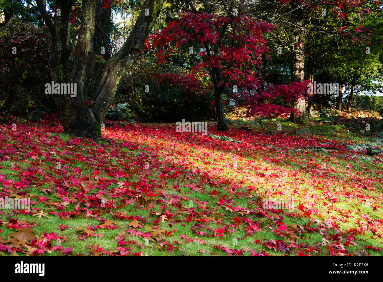 Red carpet of leaves hi-res stock photography and images - Alamy