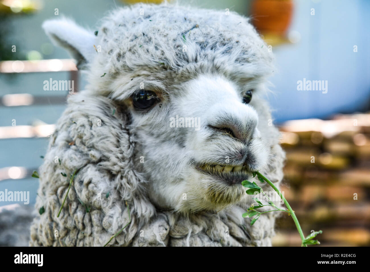 Arequipa, Peru - October 7, 2018: a grey Alpaca chews grass on a ranch in the Peruvian Andes Stock Photo