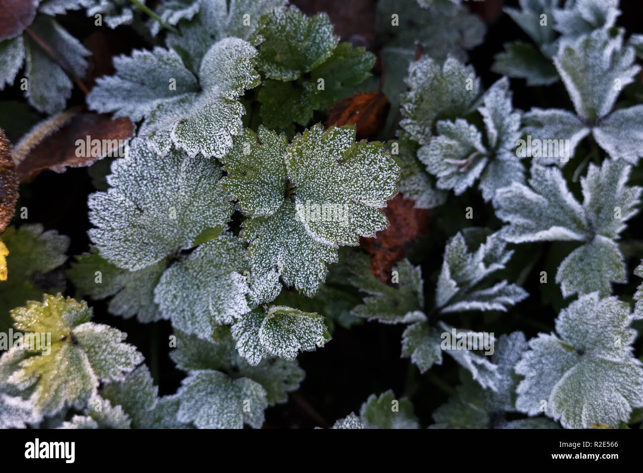 Frost plants hi-res stock photography and images - Alamy