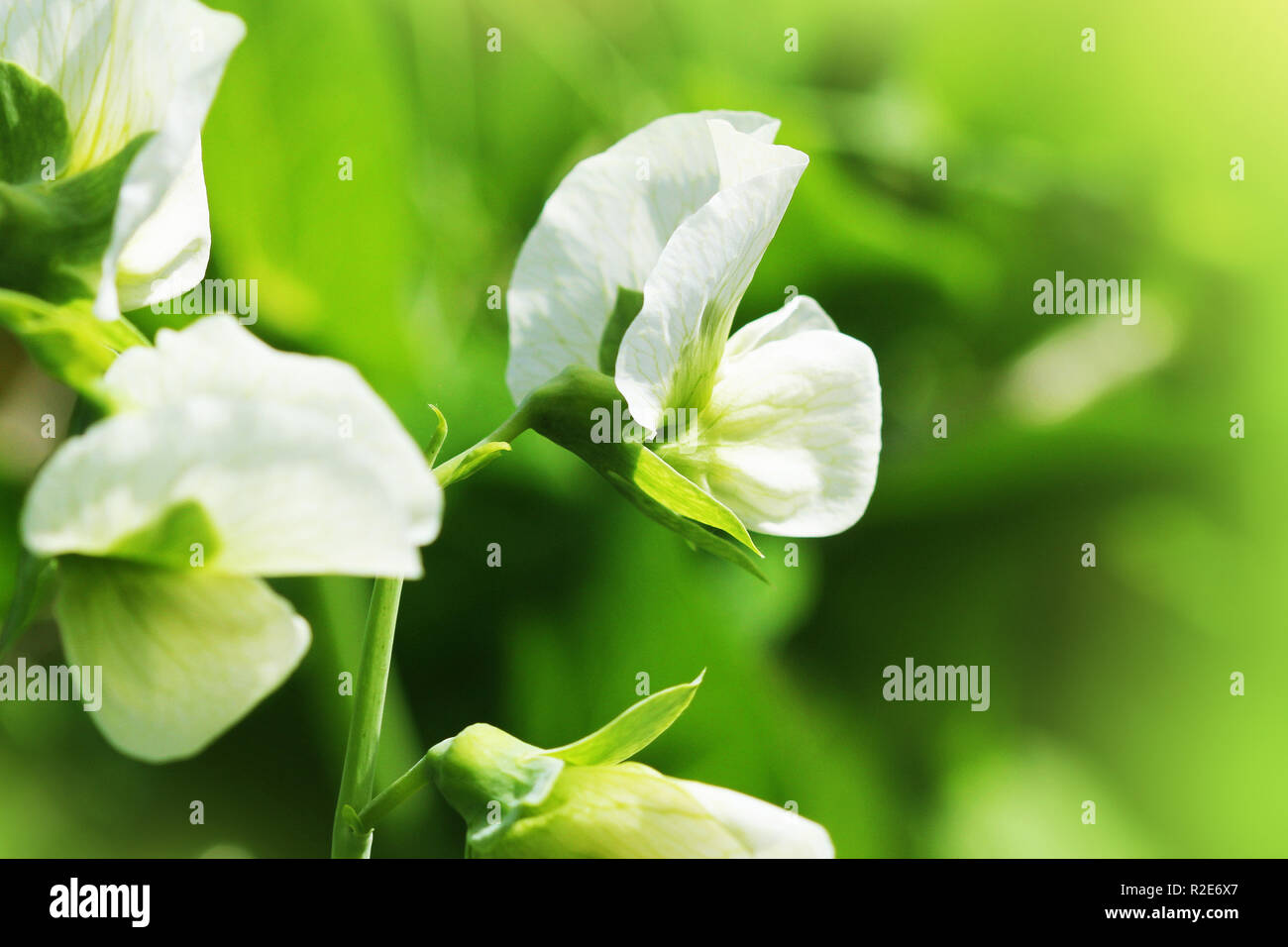 Green Pea plant with white flower in a garden Stock Photo Alamy