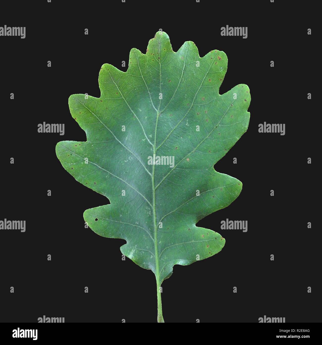 Black oak leaf hi-res stock photography and images - Alamy