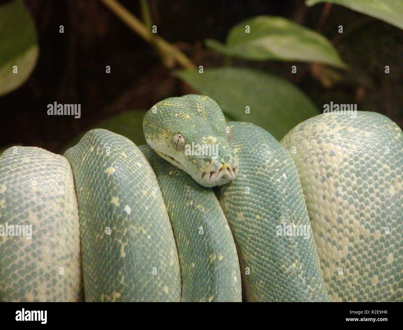 tree python 2 Stock Photo - Alamy