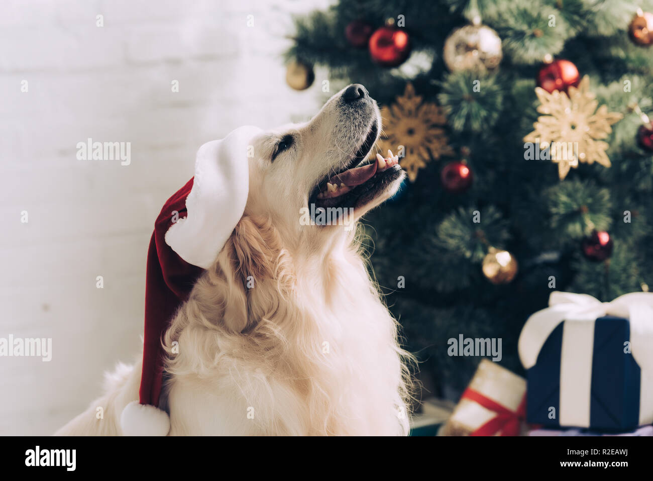 Golden retriever in christmas hat hires stock photography and images