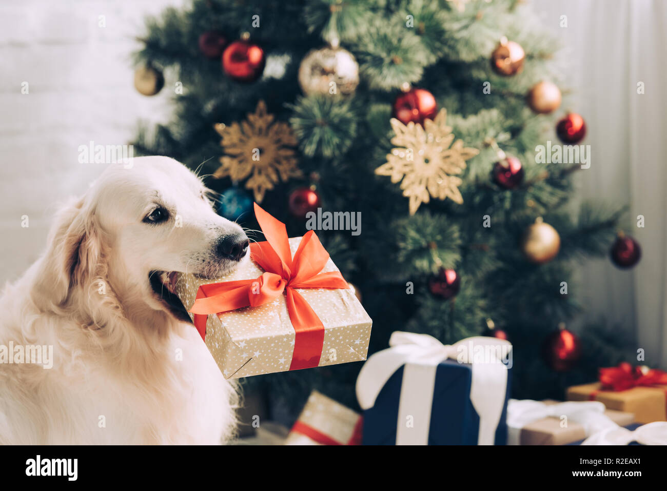 selective focus of golden retriever sitting with gift box in mouth near christmas tree at home Stock Photo