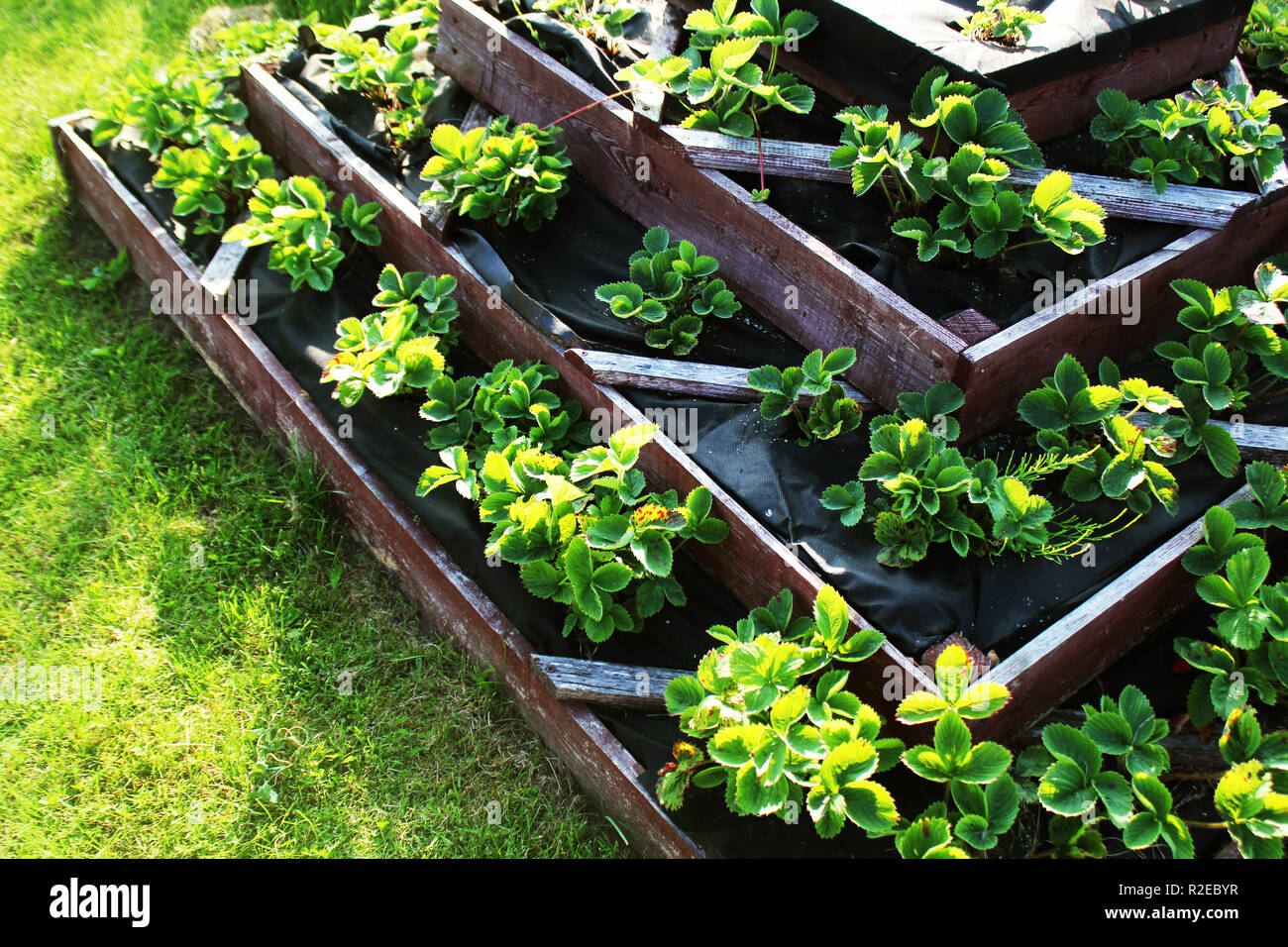 Strawberries grows up in raised garden bed. Pyramid raised garden Stock