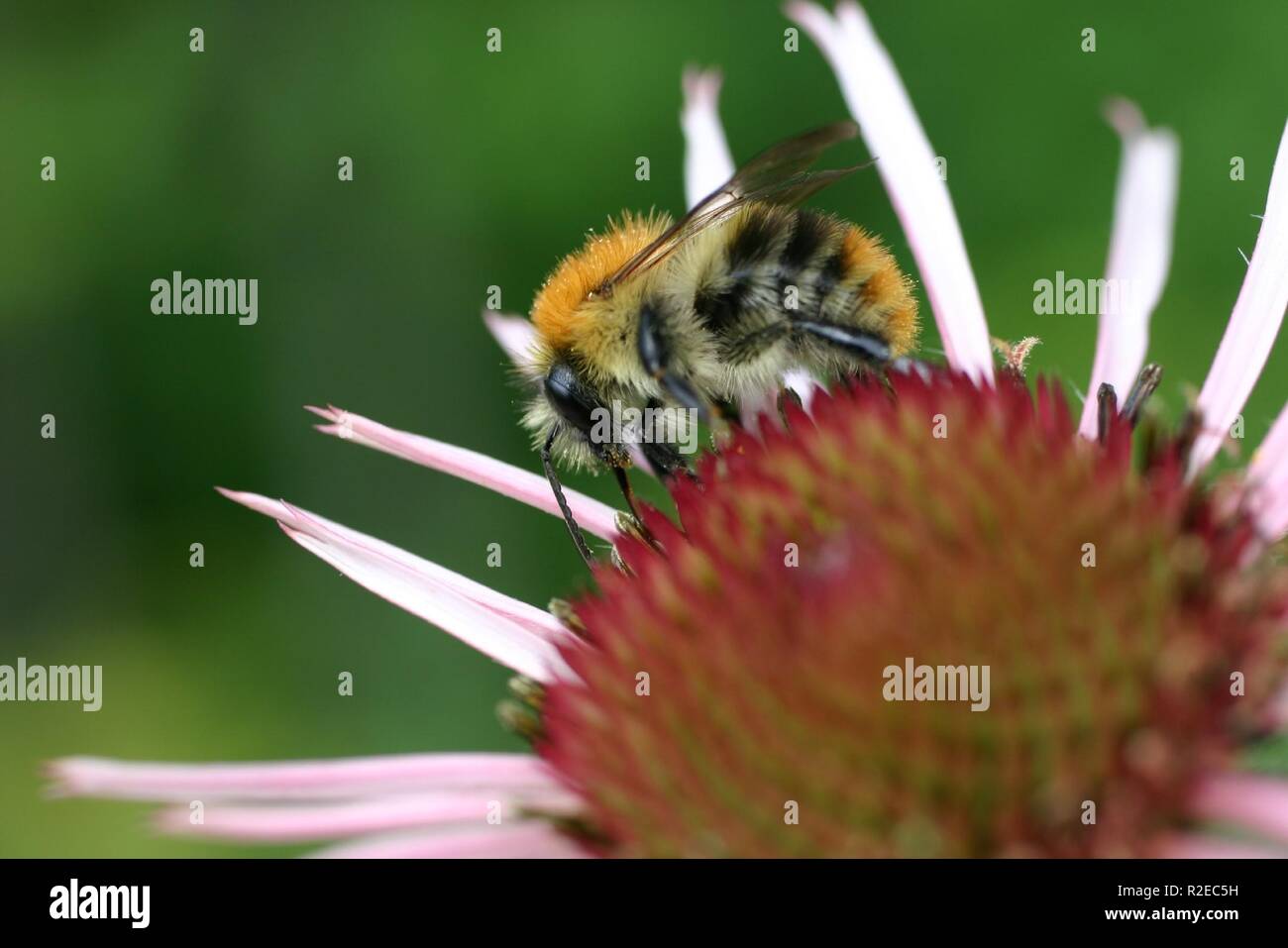 bumblebee on flower Stock Photo