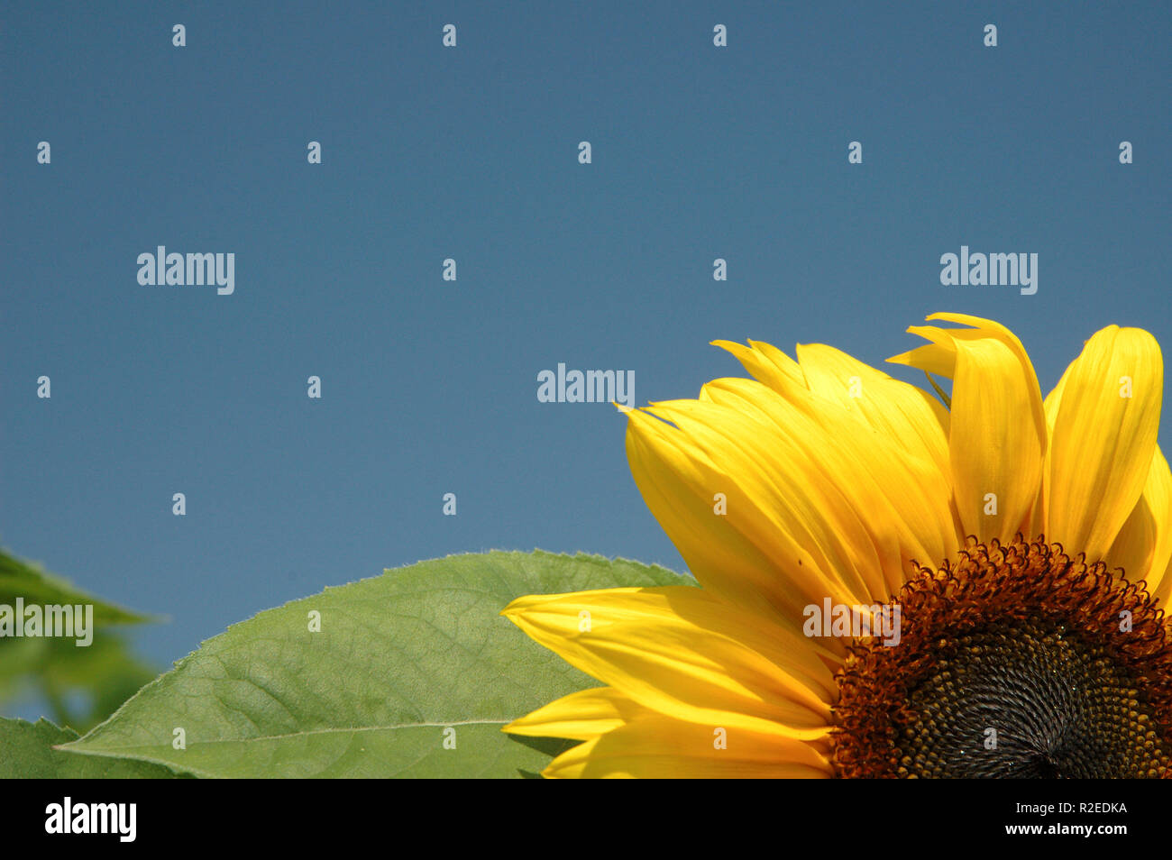 sonnenblume2 Stock Photo