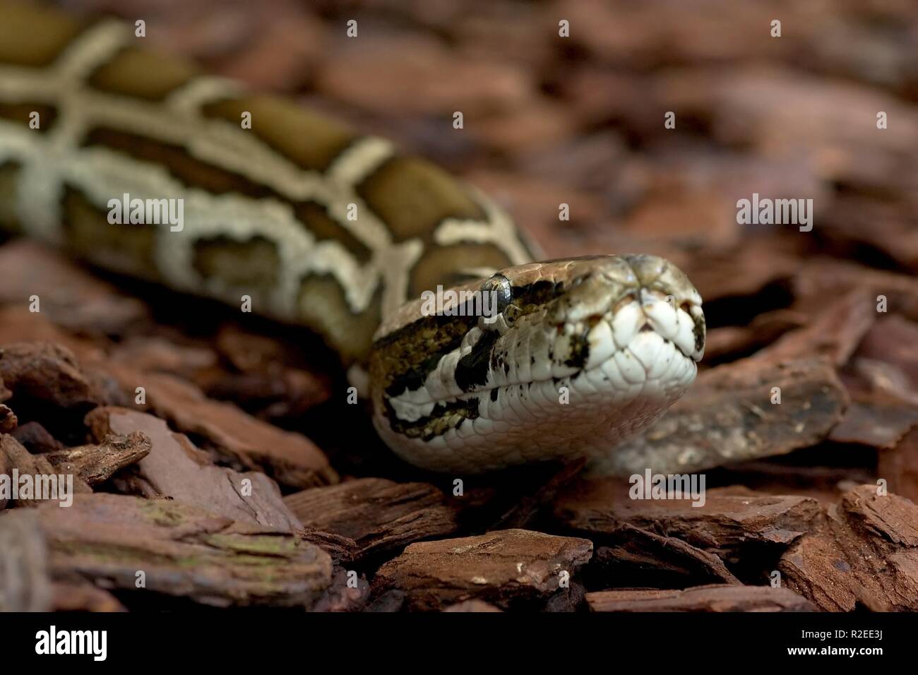 Tigerpython High Resolution Stock Photography and Images - Alamy