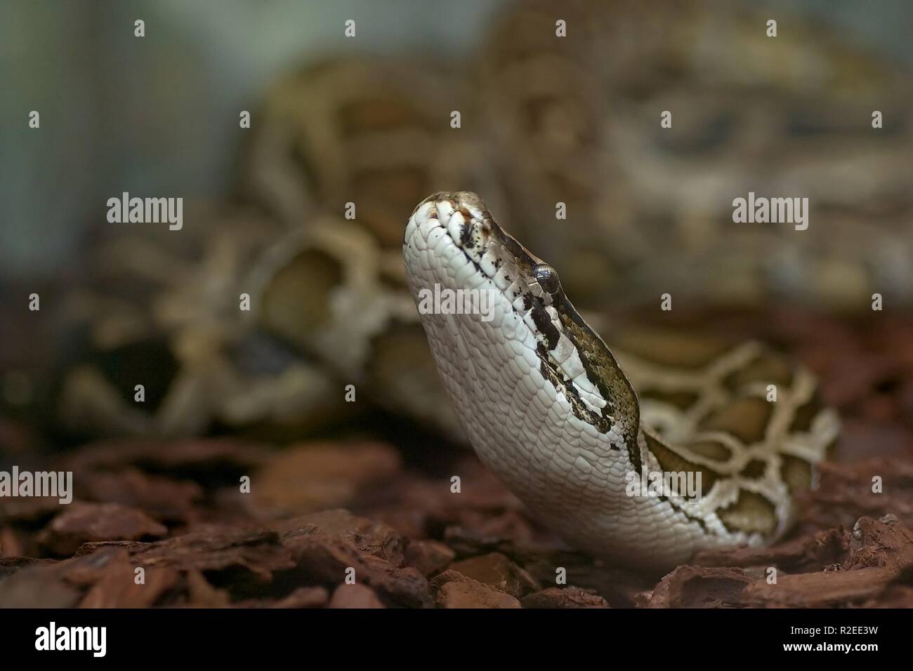 tiger python (2 Stock Photo - Alamy