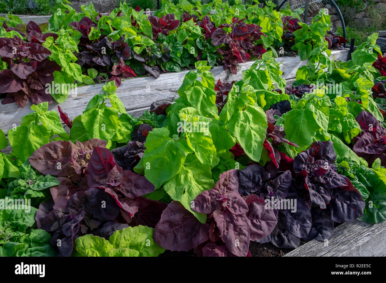 Green and red orach, atripex hortensis, a variety of saltbush related to spinach provide a contrasting colur splash in the vegetable garden. Stock Photo