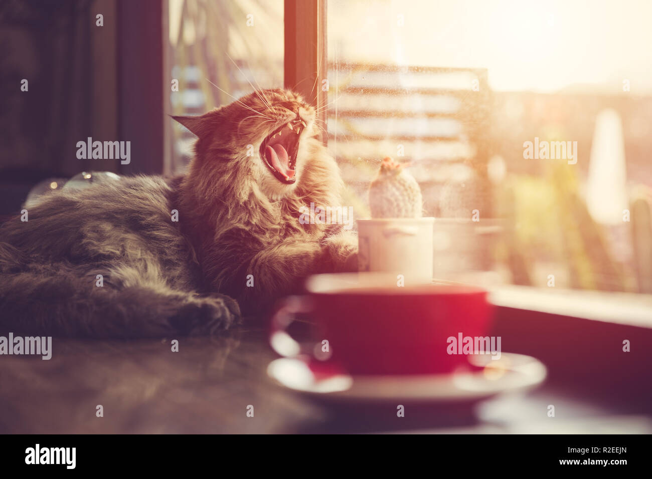 lazy cat yawning with morning sunshine from windows with coffee cup vintage beautiful pet. Stock Photo