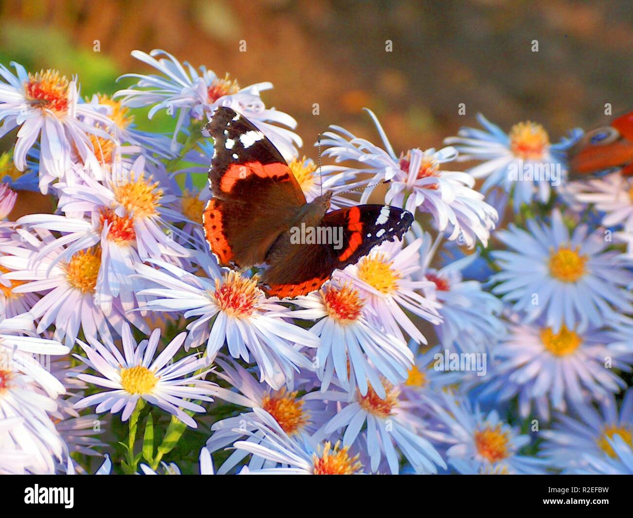 red admiral 3 Stock Photo Alamy
