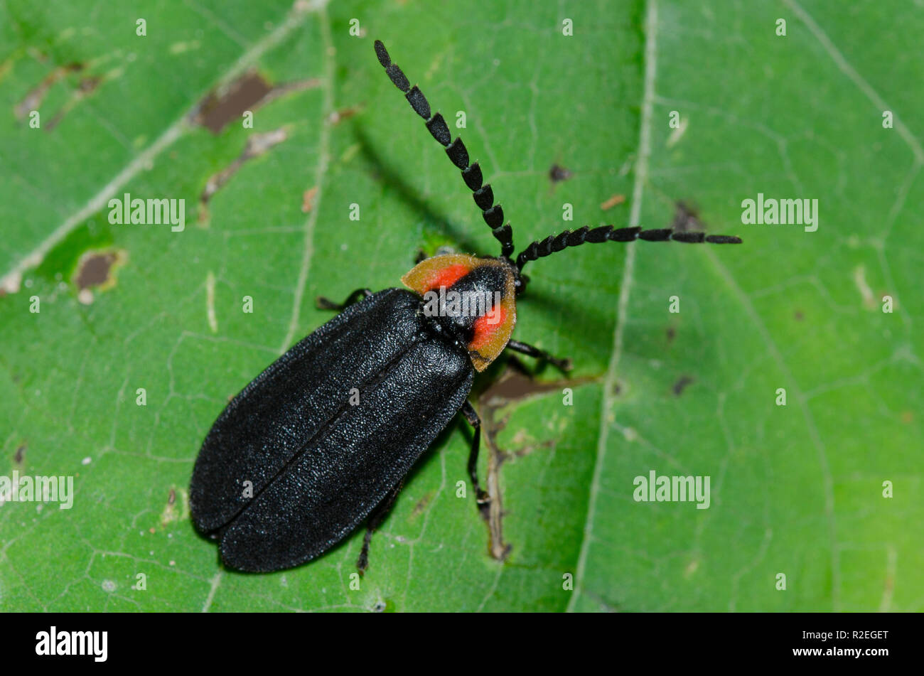 Black Firefly, Lucidota atra Stock Photo - Alamy