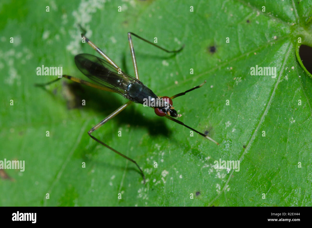 Stiltlegged Fly, Rainieria antennaepes, female Stock Photo Alamy