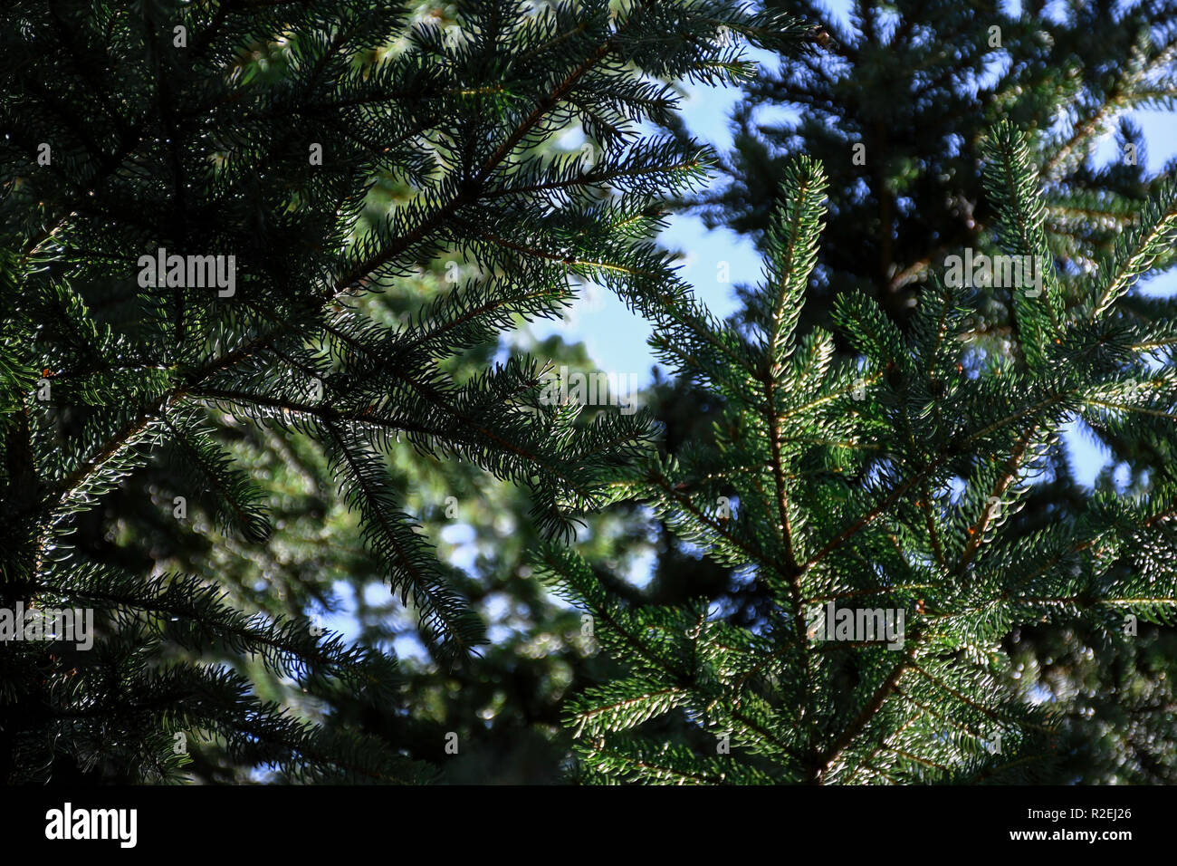Standing underneath the pine trees outdoors Stock Photo Alamy