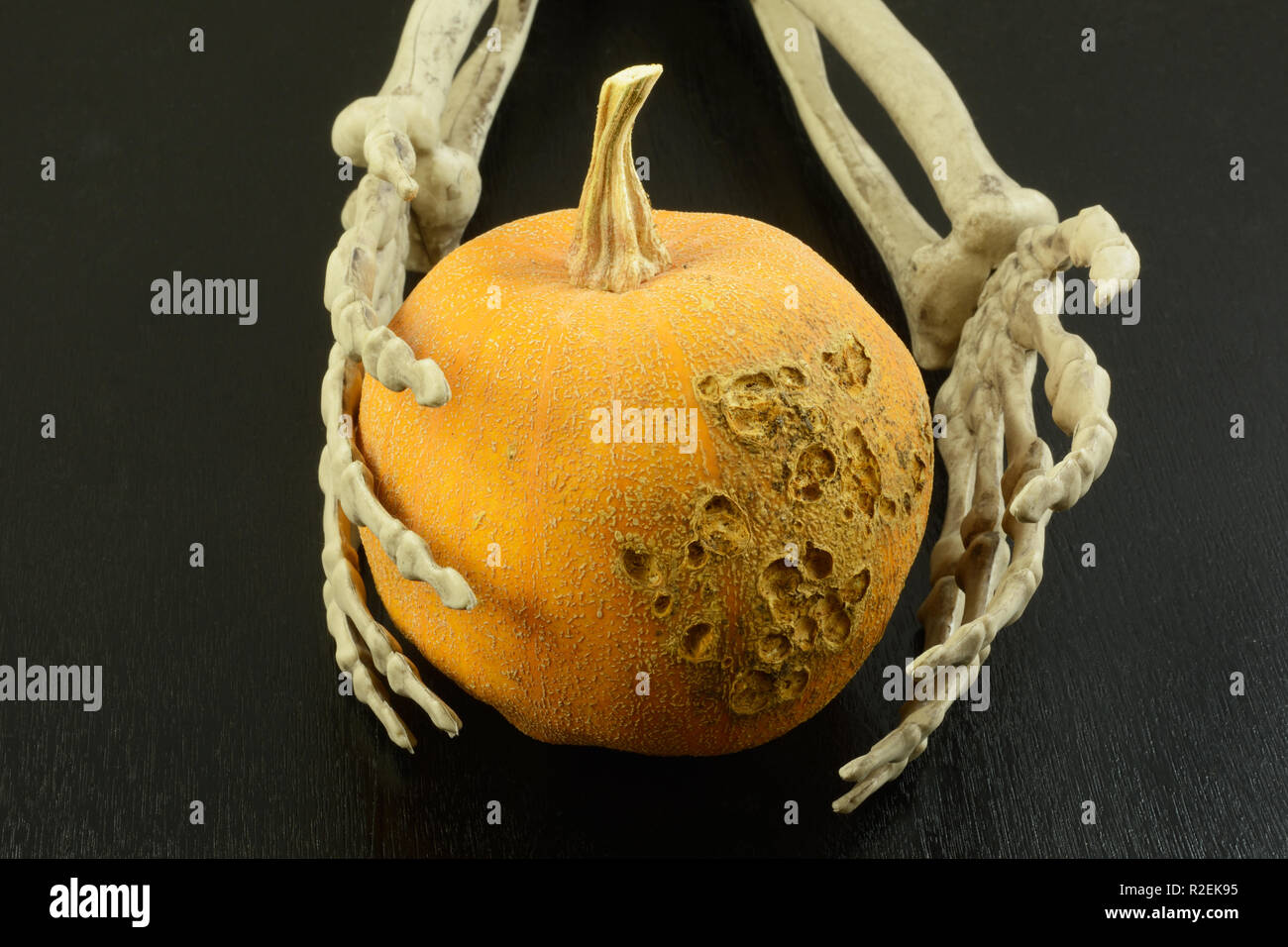 Skeleton hands grasping to hold rotting Halloween gourd on black wooden background Stock Photo