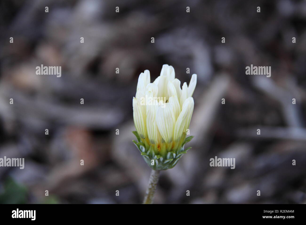 White Treasure Flower (Gazania Rigens) Stock Photo