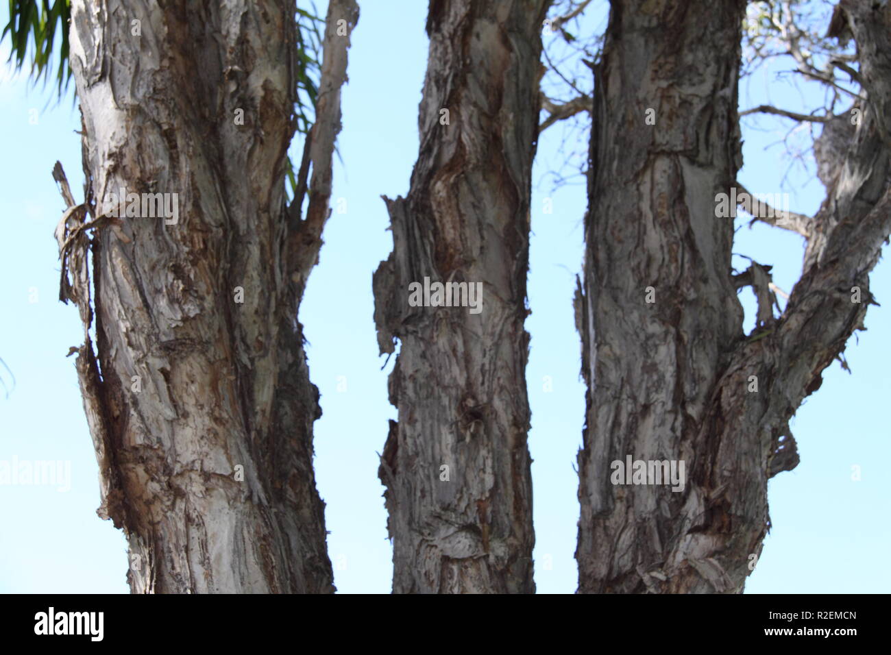 The Trunks of Three Broad-leaved Paperbark (Melaleuca Quinquenervia) Stock Photo