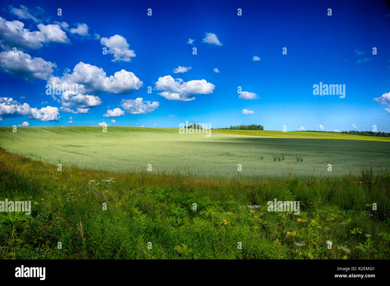 Field with a crop in the summer under the light sky Stock Photo - Alamy